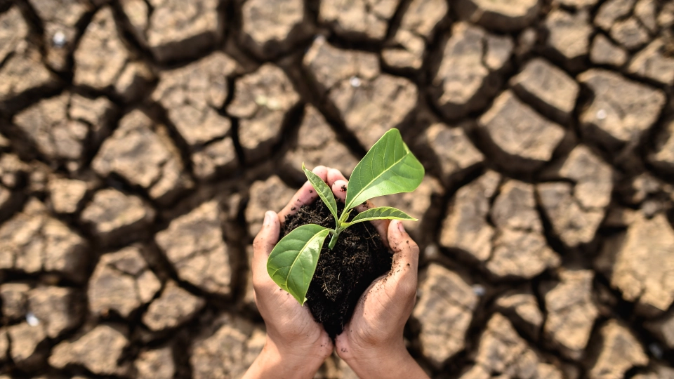 Mãos seguram uma pequena planta verde com solo em um cenário de terra rachada e seca, simbolizando crescimento e esperança em meio à seca, incorporando os princípios da Produção Biológica. - Efacont