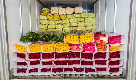 Pilhas de rosas embrulhadas em um recipiente aberto refrigerado, prontas para o envio de Portugal. As flores são organizadas por cor, com rosas amarelas, rosas, laranjas e vermelhas embrulhadas em papel branco. Folhas verdes aparecem no topo enquanto os maços são organizados ordenadamente em fileiras e colunas. - Efacont